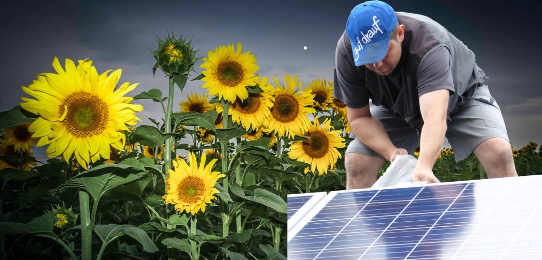 Gerald Koppensteiner vor einen Sonnenblumenfeld mit einer Photovoltaikplatte in der Hand